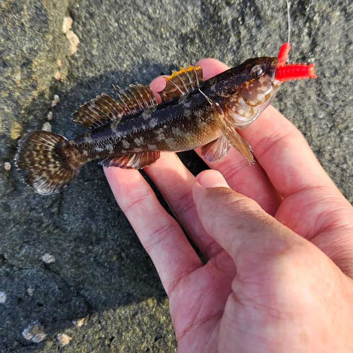 The most recent Rock goby catches on Fishbrain