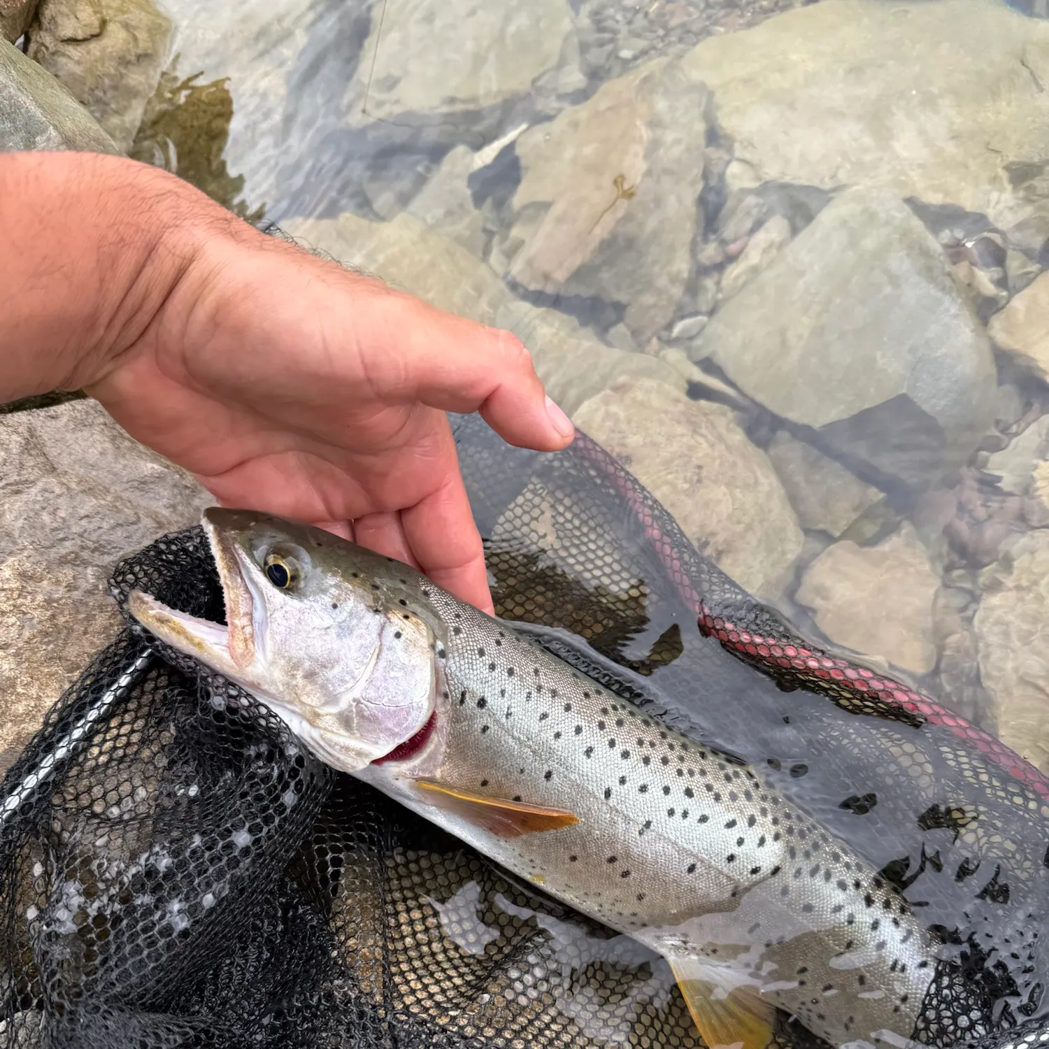 Cutthroat trout caught on Fishbrain