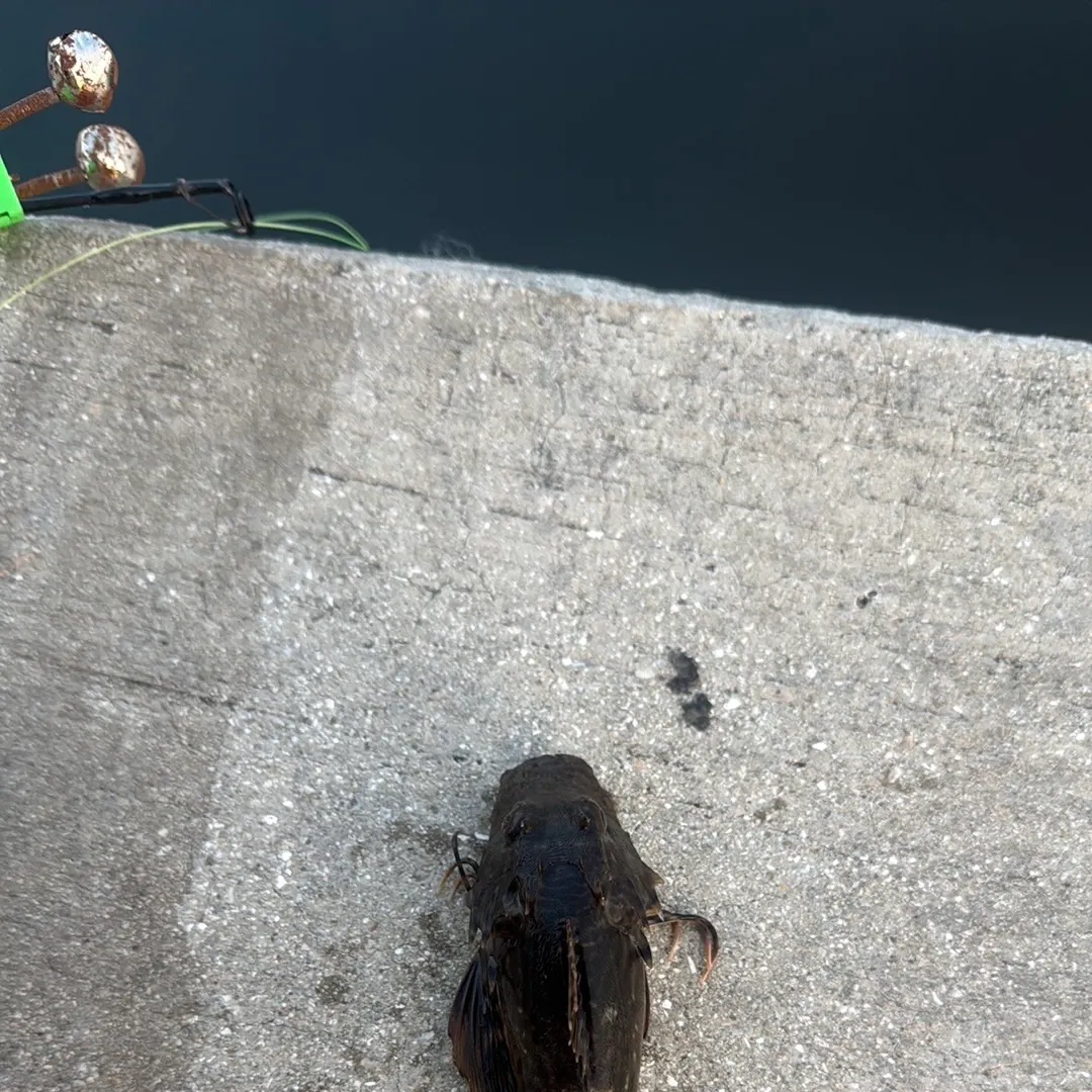 The most recent Oyster toadfish catches on Fishbrain