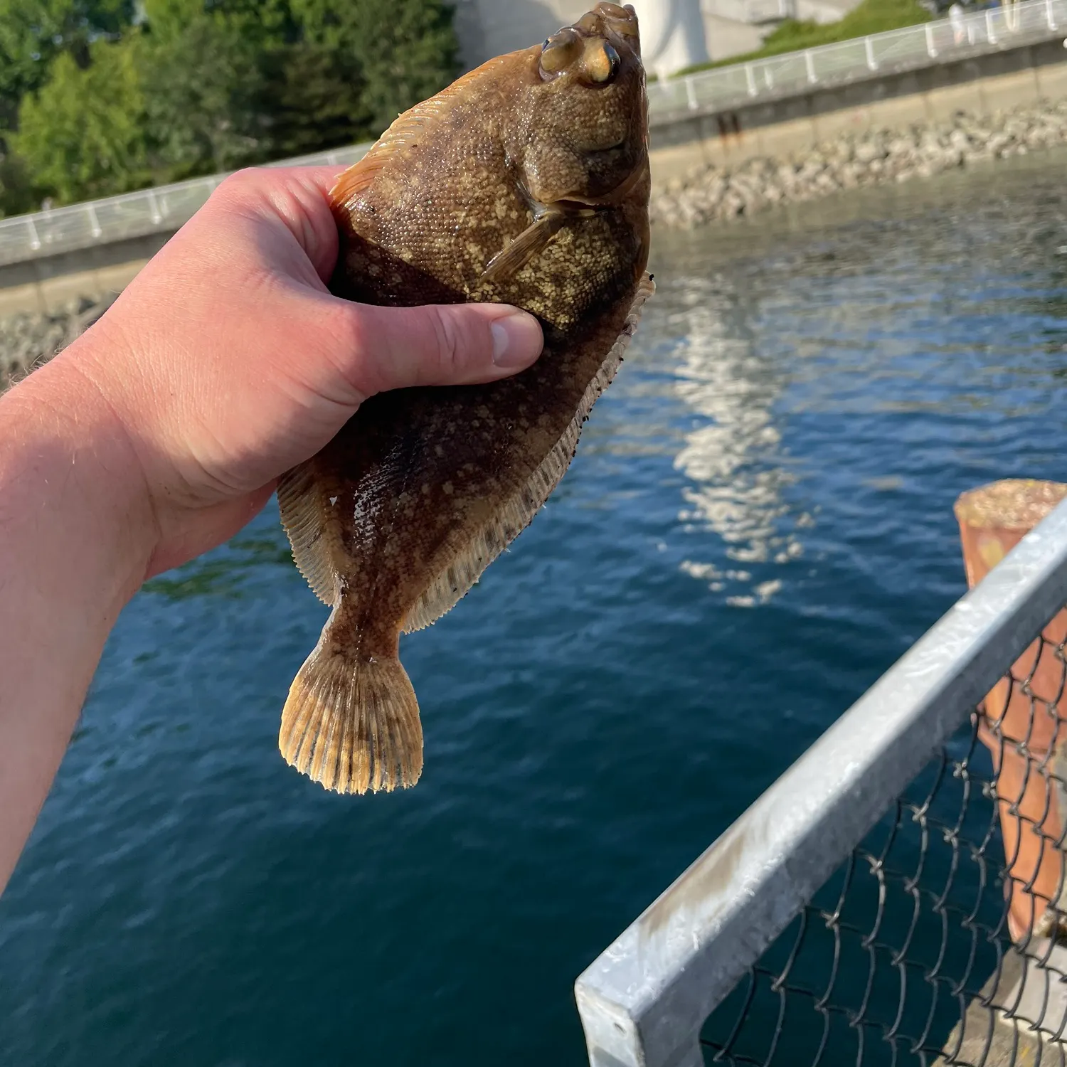 The most recent Rock sole catches on Fishbrain