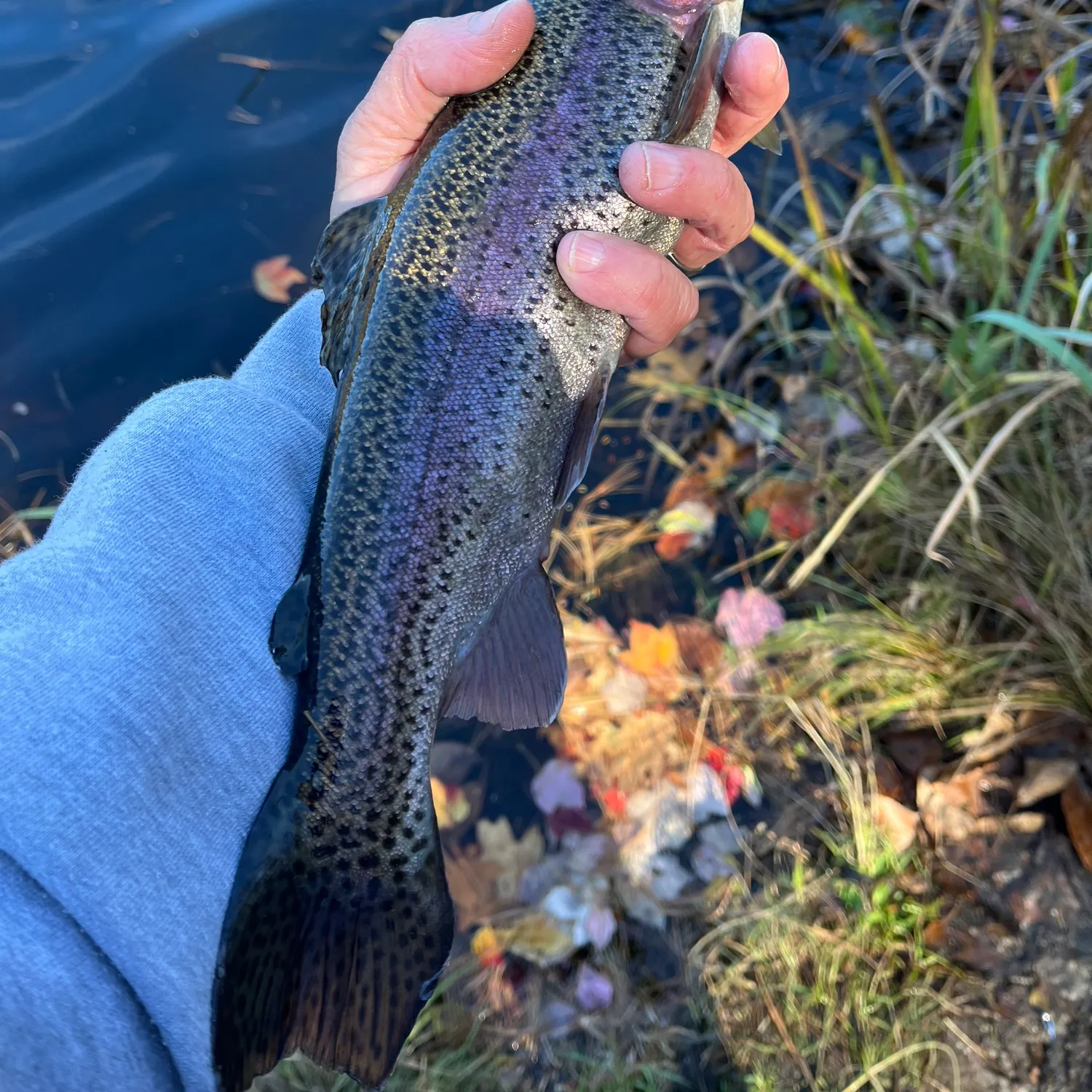 Rainbow trout caught on Fishbrain