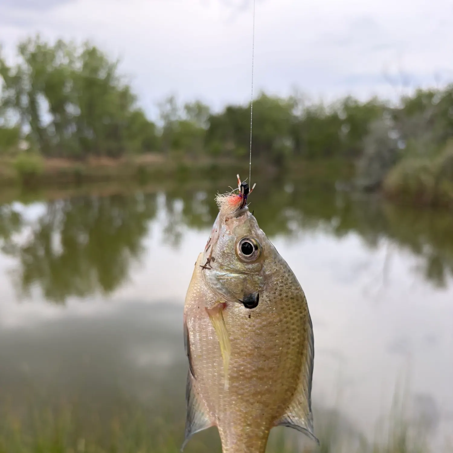 Black crappie caught on Fishbrain