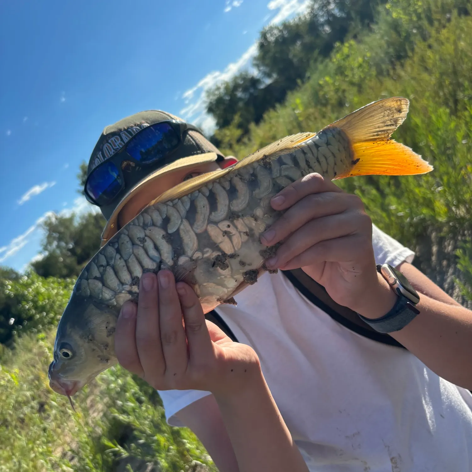 The most recent Mirror carp catches on Fishbrain