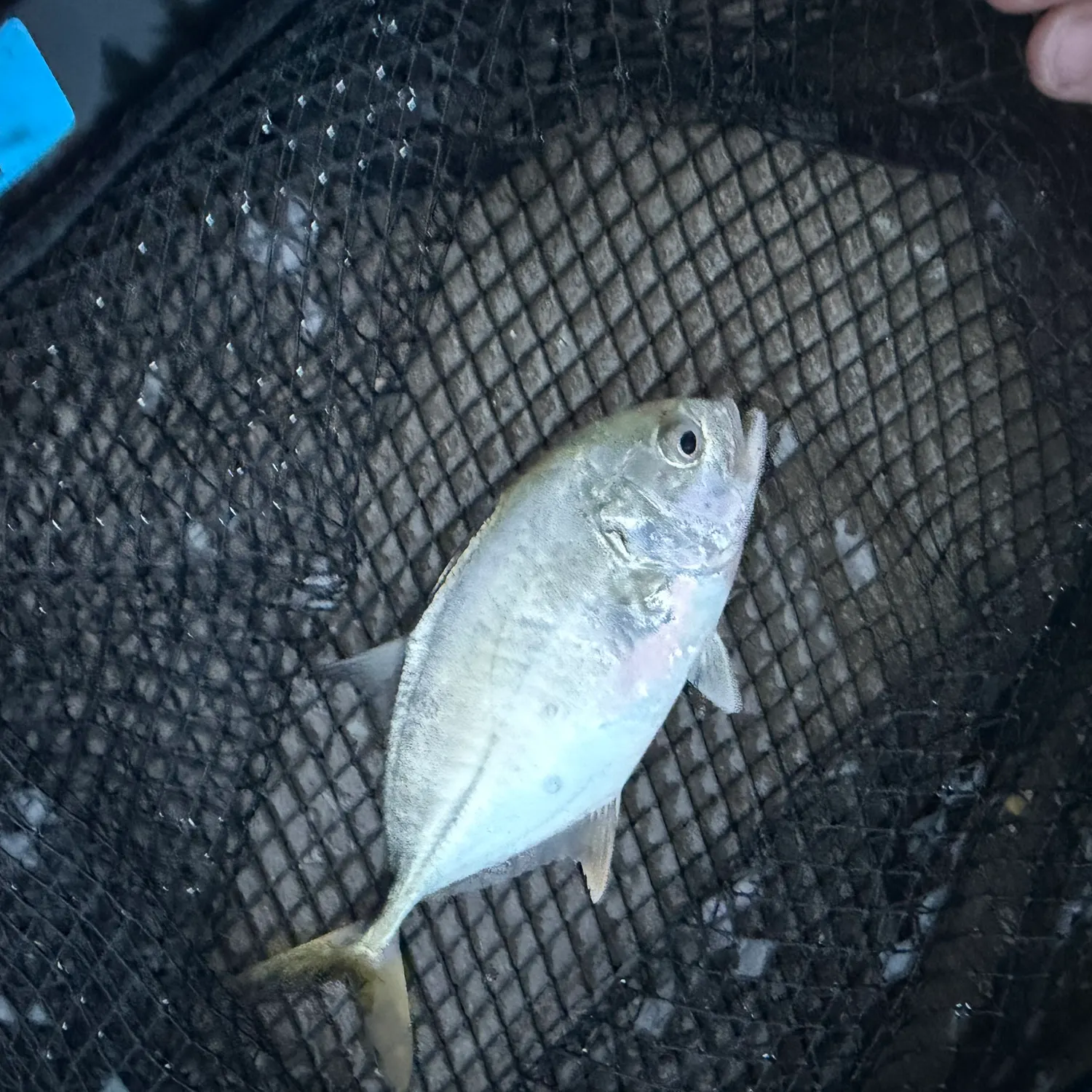 Crevalle jack caught on Fishbrain