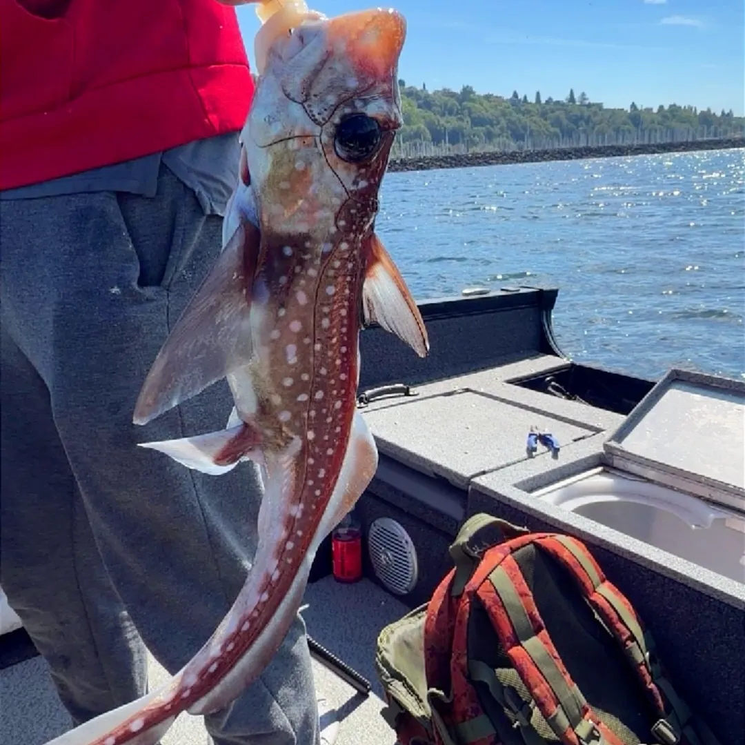 The most recent Spotted ratfish catches on Fishbrain
