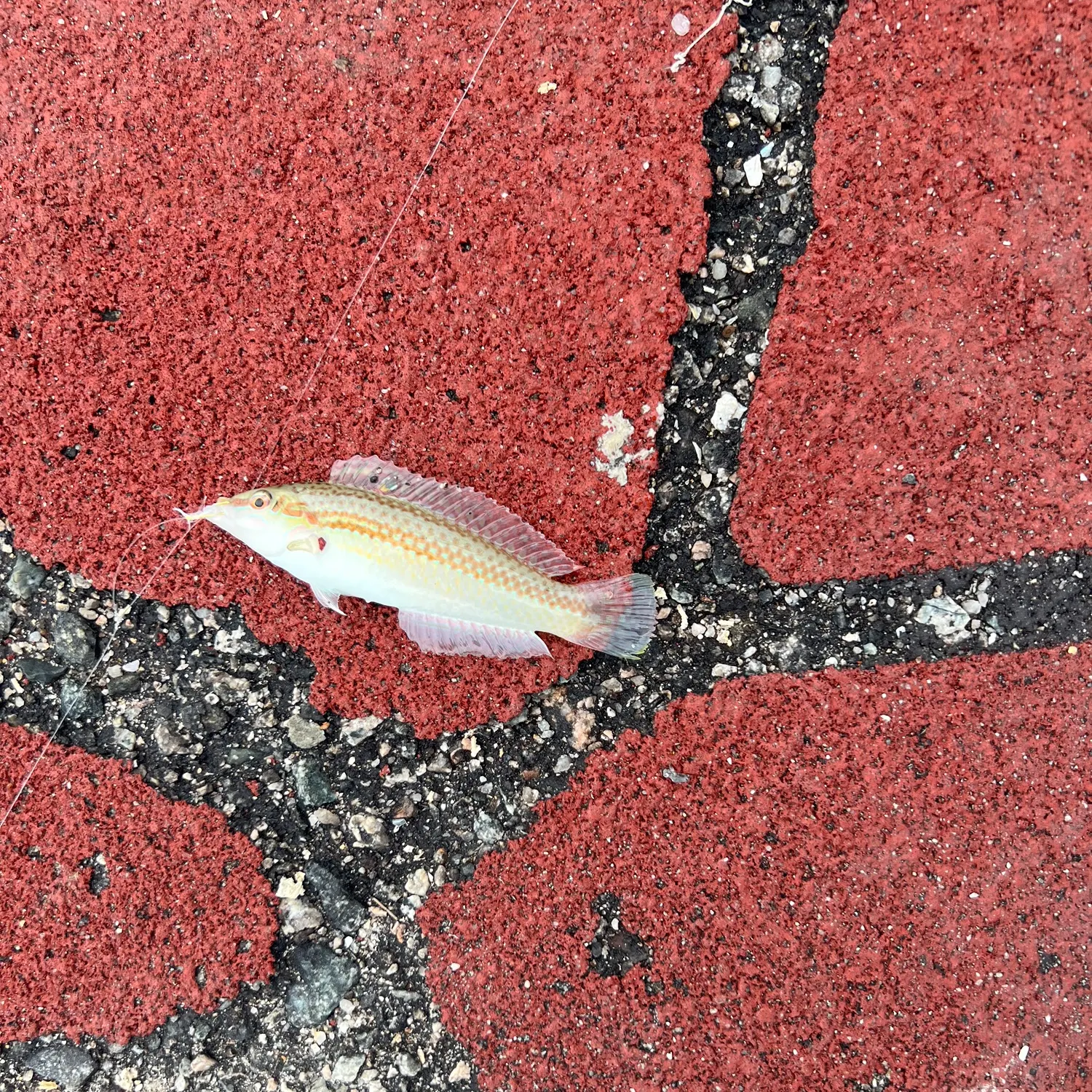 The most recent Pearly-spotted wrasse catches on Fishbrain