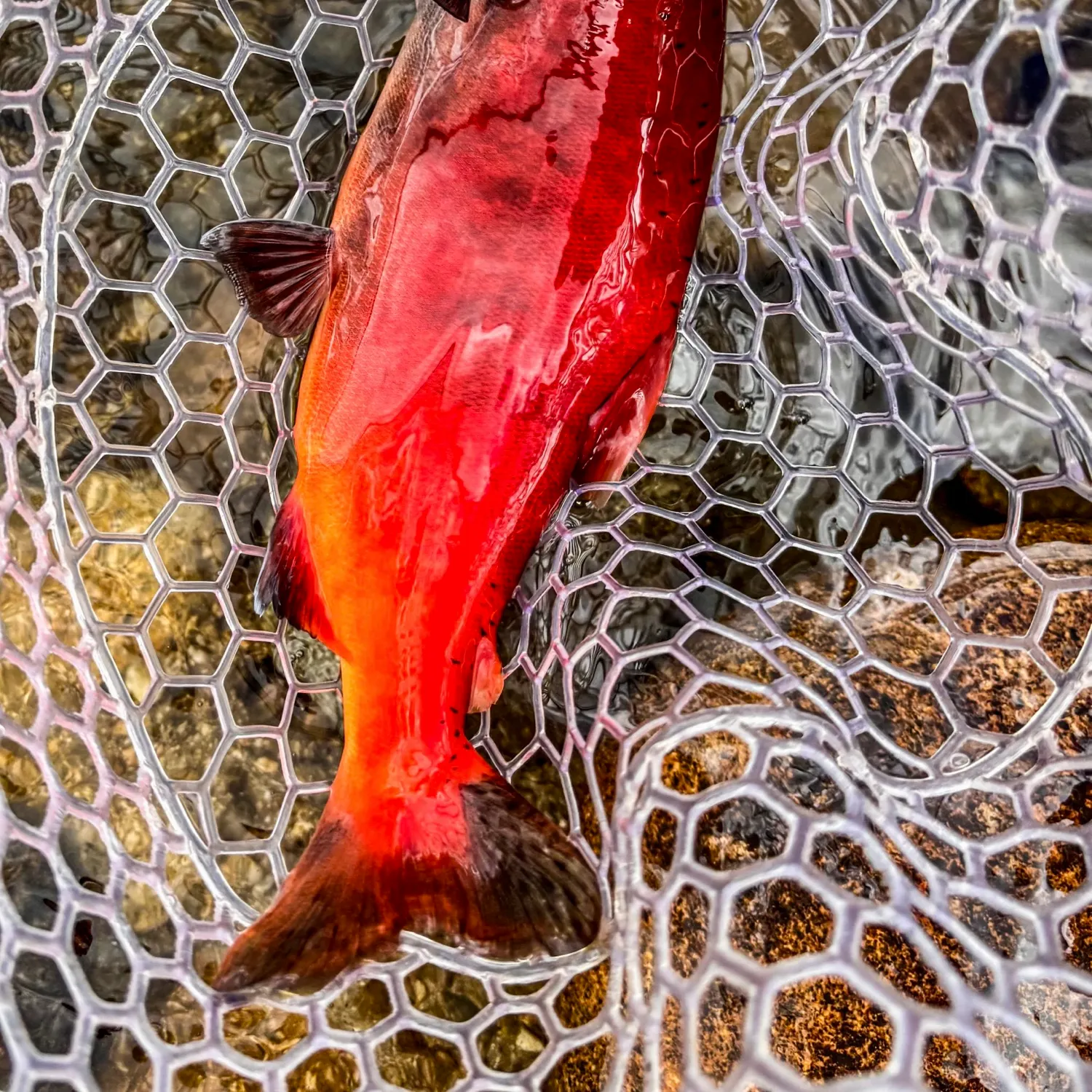 Kokanee salmon caught on Fishbrain