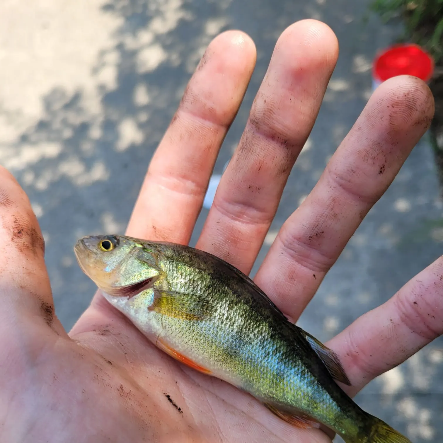 catch