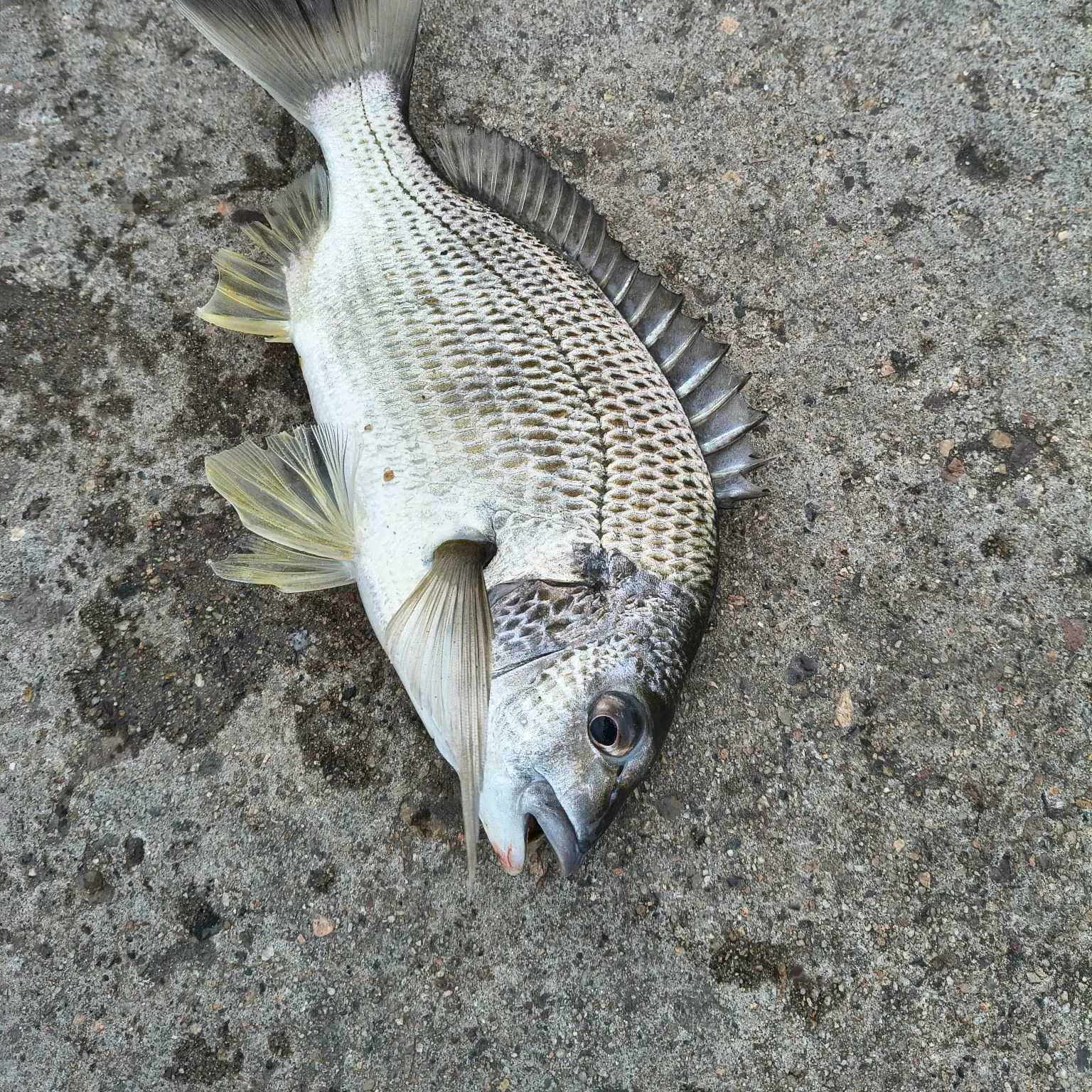 Surf bream caught on Fishbrain