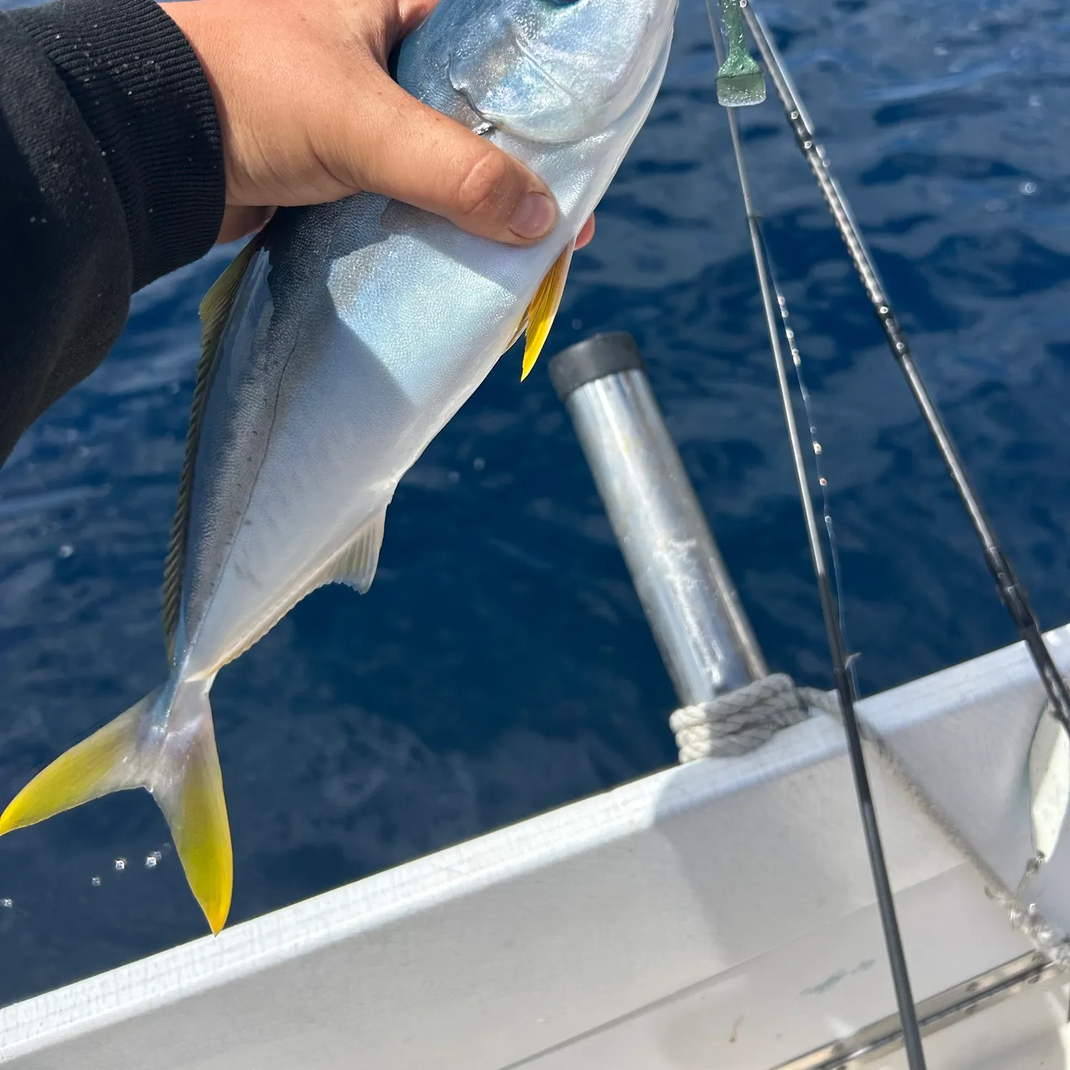 Southern yellowtail amberjack caught on Fishbrain