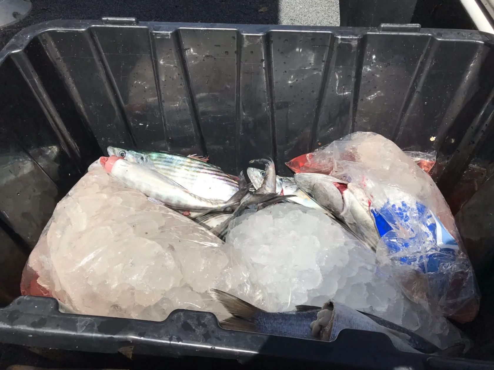 Post image from jaydendipper