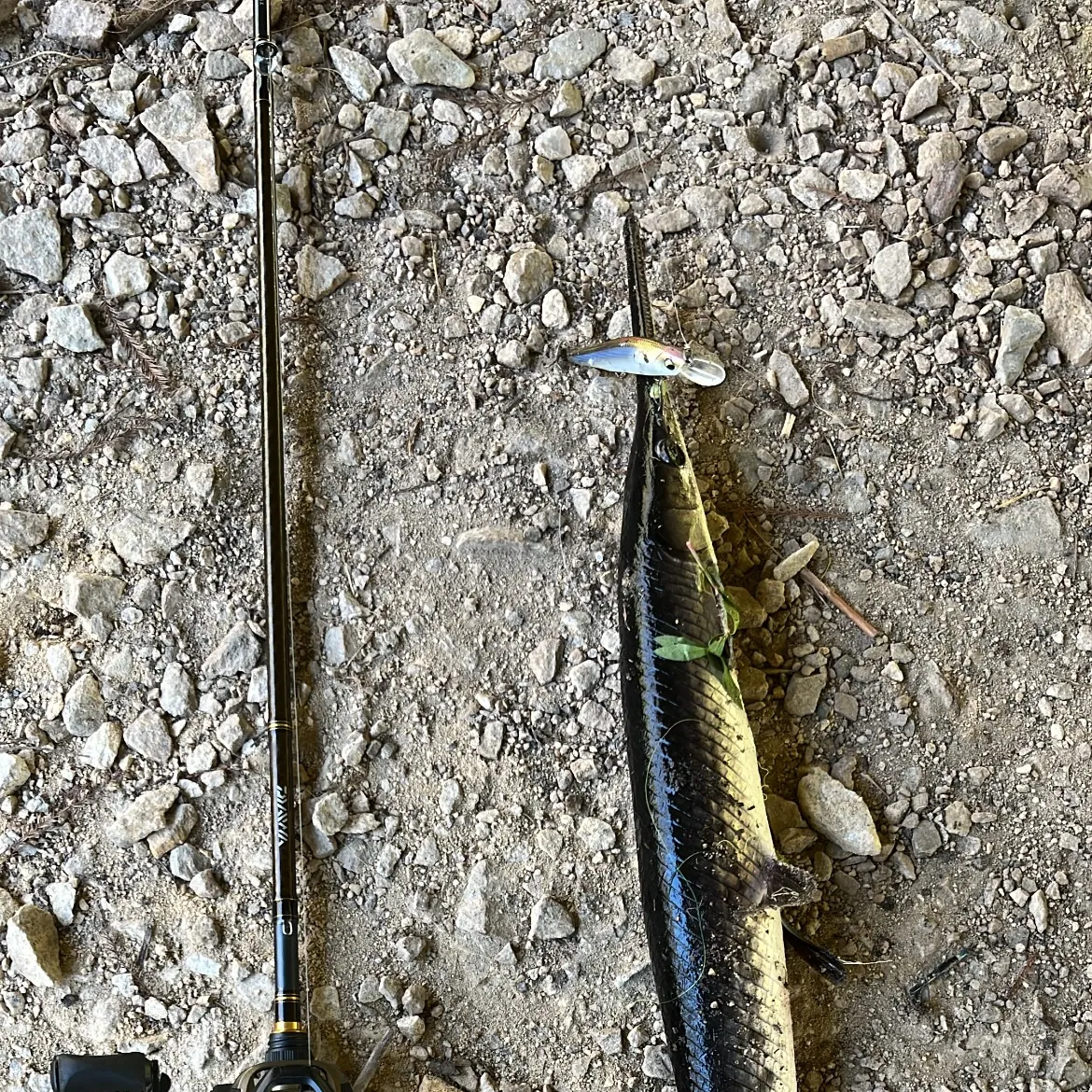 Spotted gar caught on Fishbrain