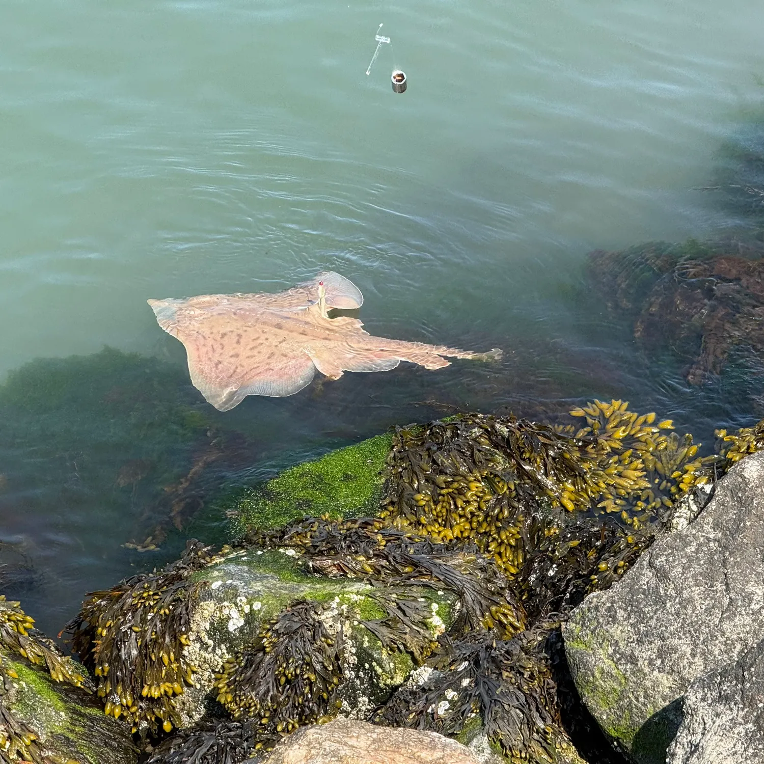 The most recent Bottlenosed skate catches on Fishbrain