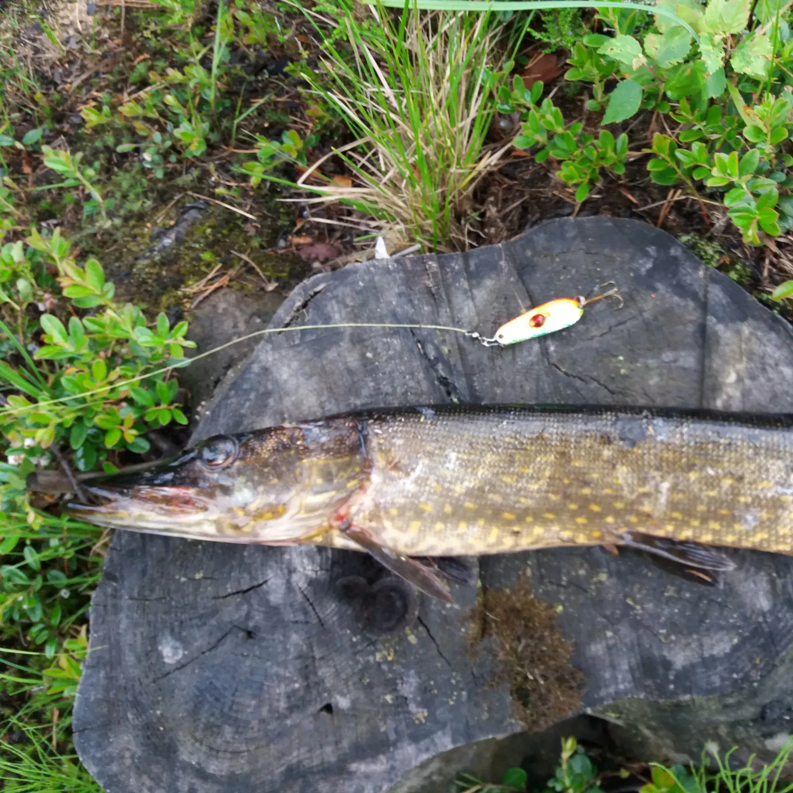 recently logged catches