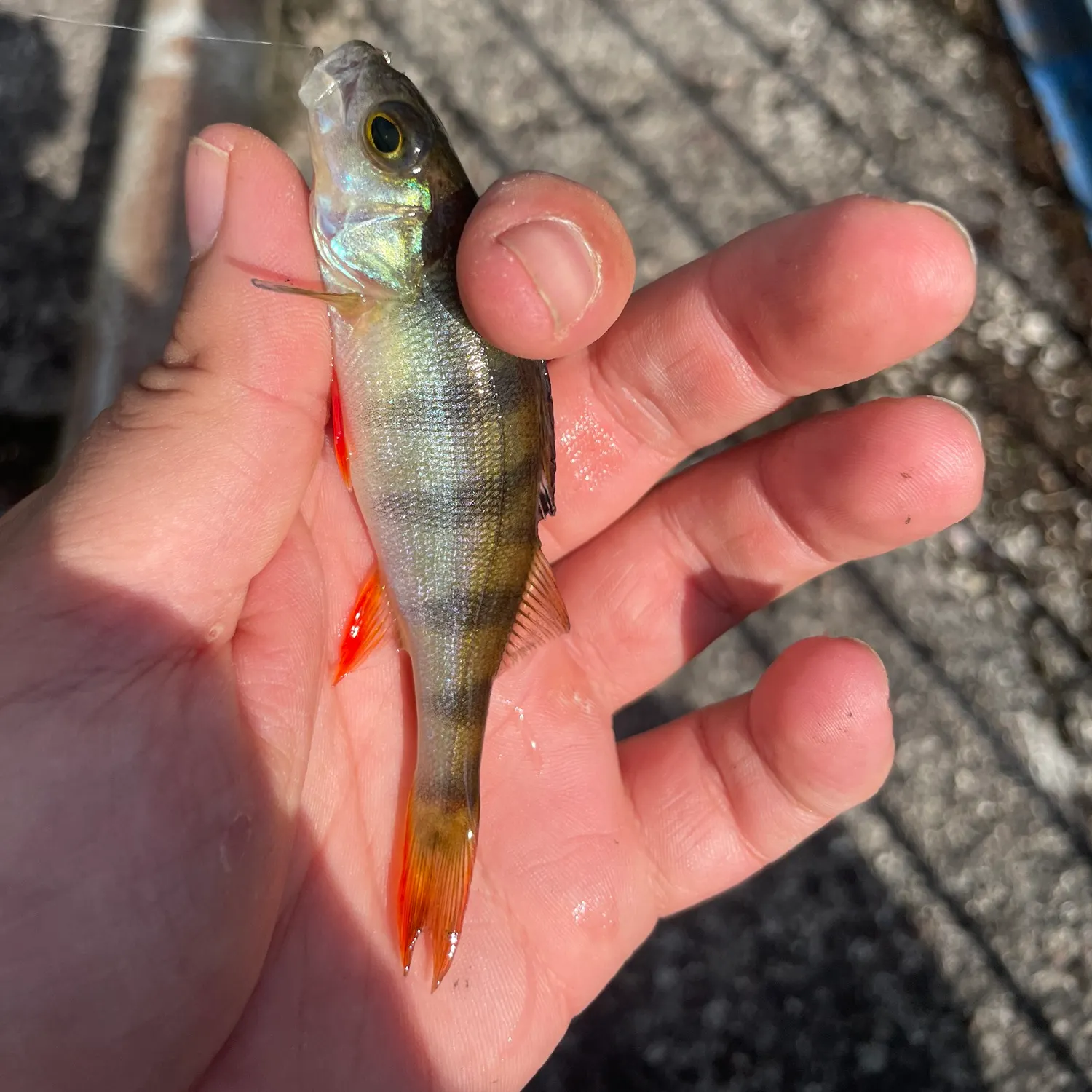 European perch caught on Fishbrain