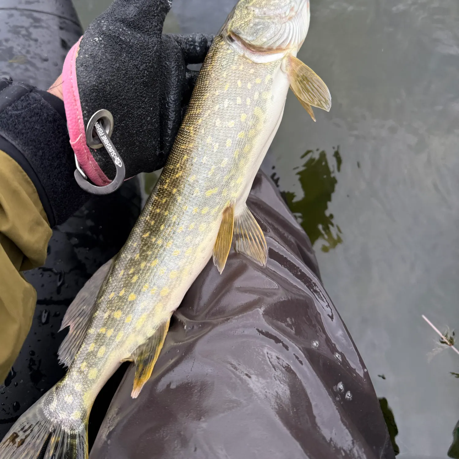 Northern pike caught on Fishbrain