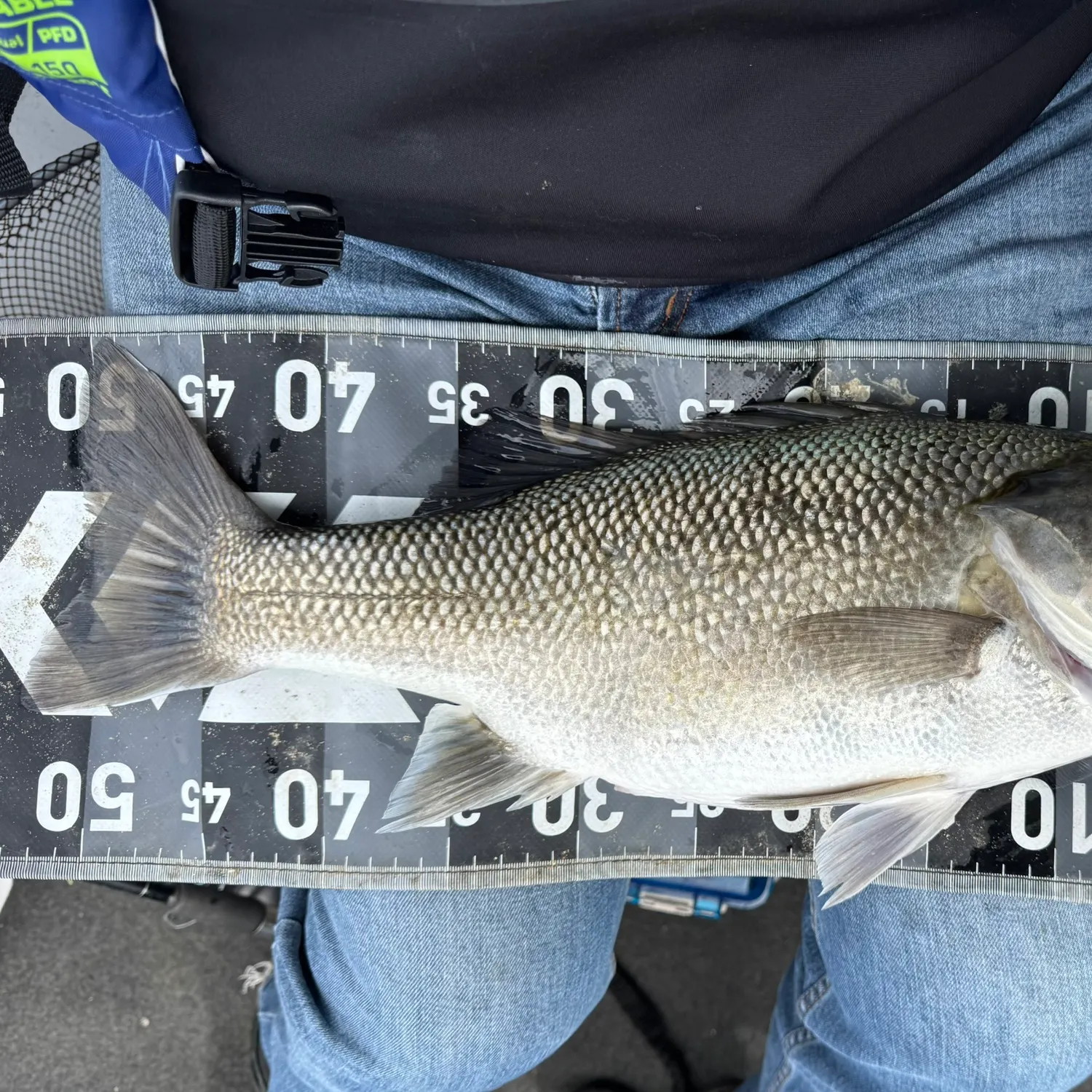 Australian bass caught on Fishbrain
