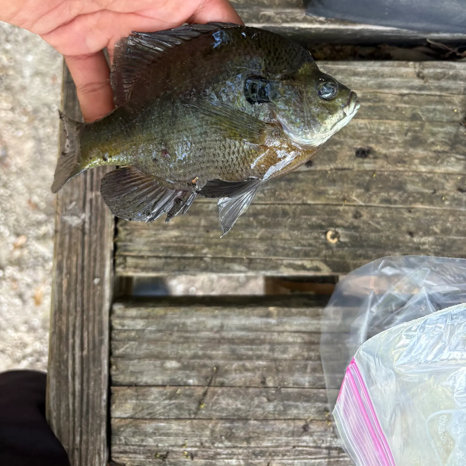 recently logged catches