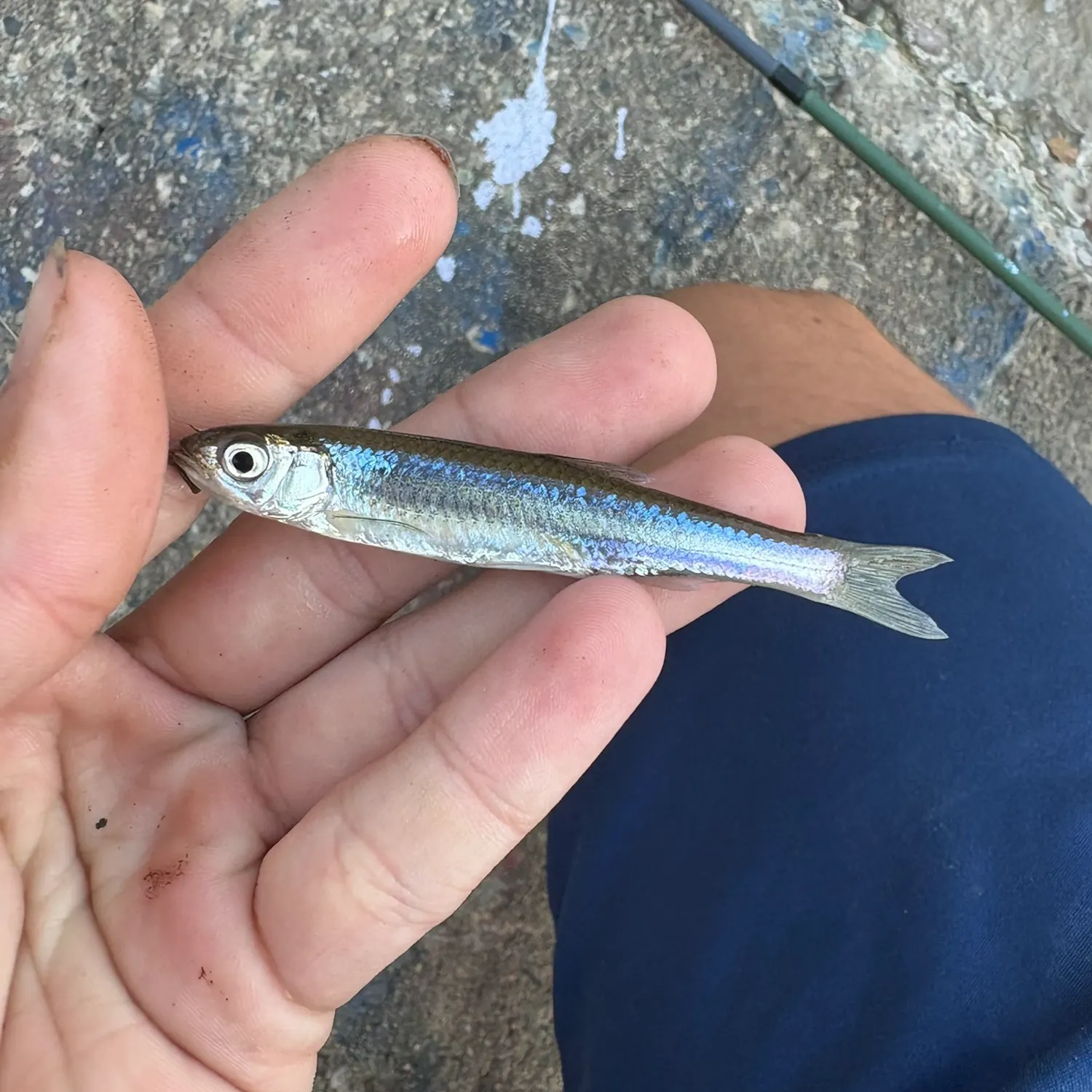 The most recent Emerald shiner catches on Fishbrain