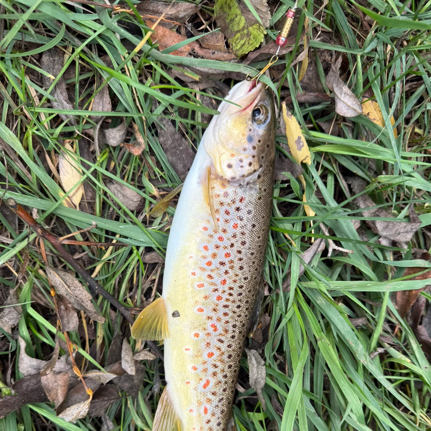 Brown trout caught on Fishbrain
