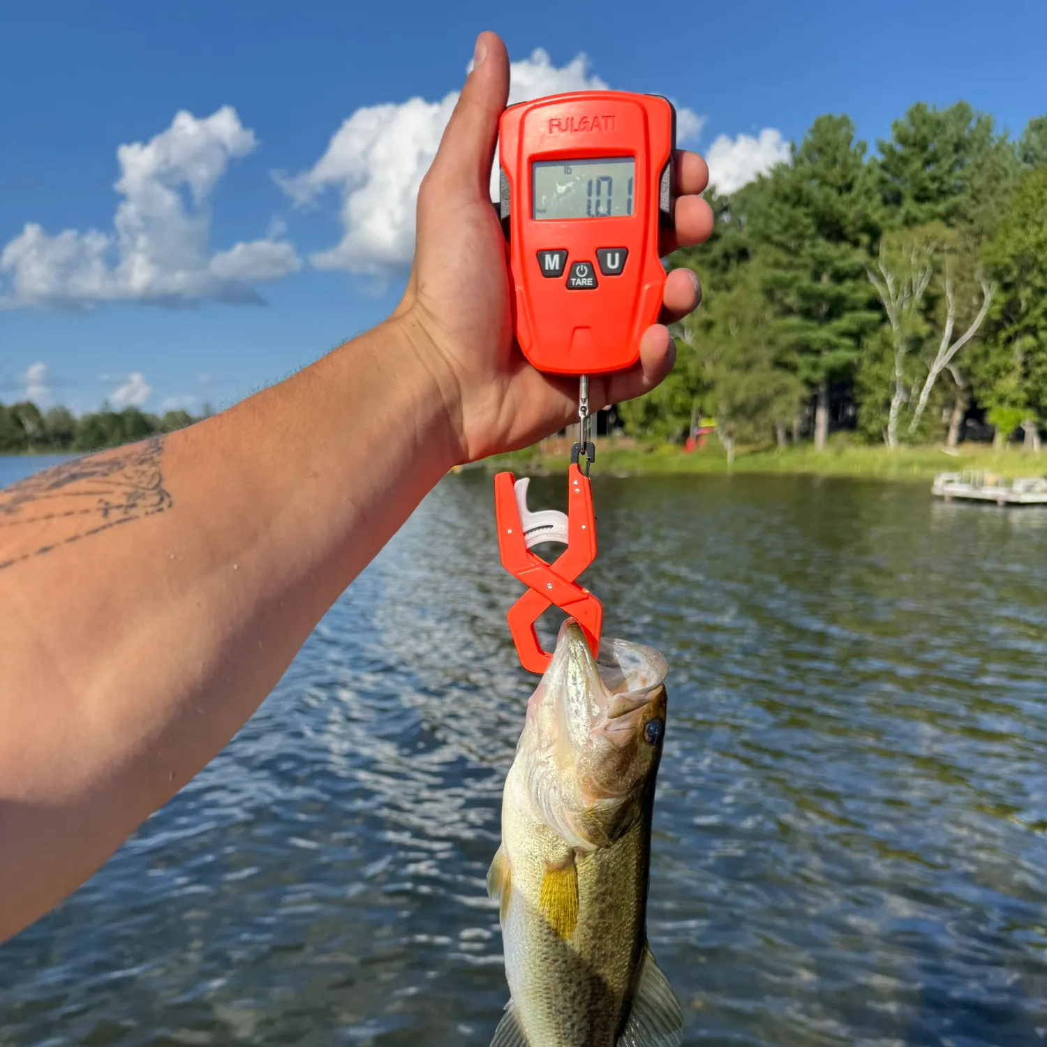 Largemouth bass caught on Fishbrain