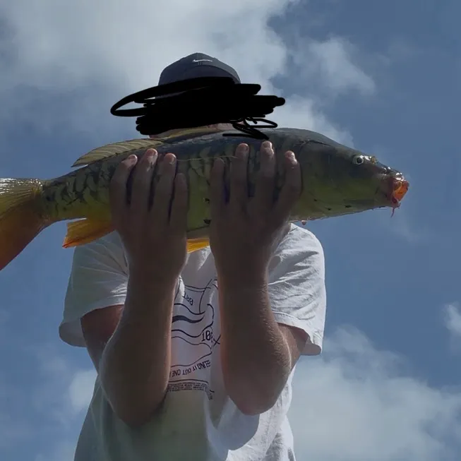 Mirror carp caught on Fishbrain