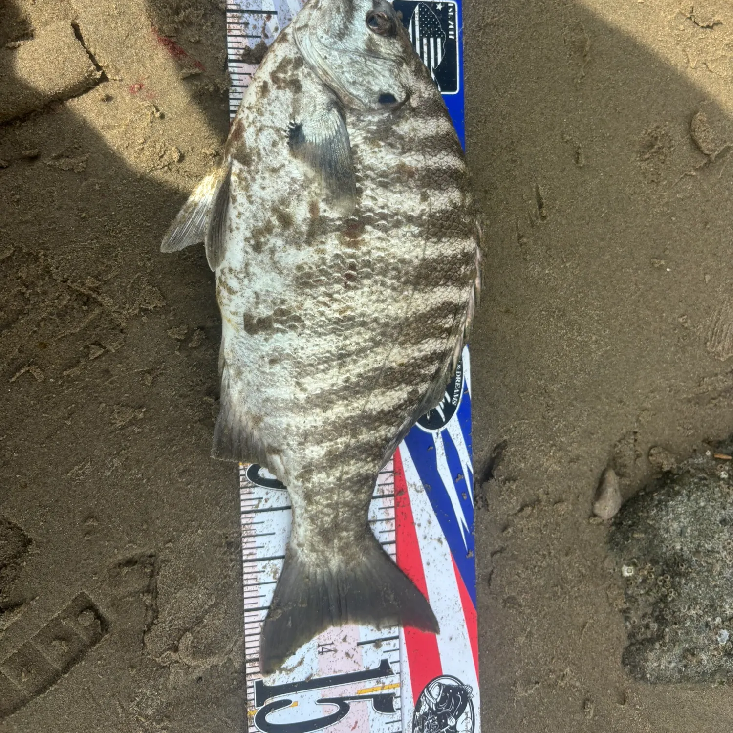 The most recent Zebra-perch sea chub catches on Fishbrain