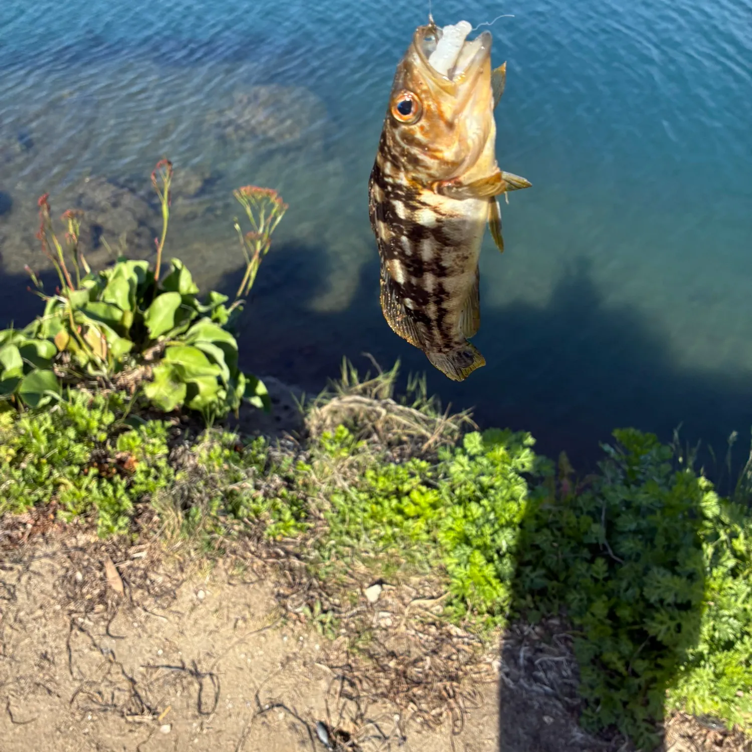 Fishing in Solana Beach, CA (United States) ➡️️️️ Find Spots, Species & Tips