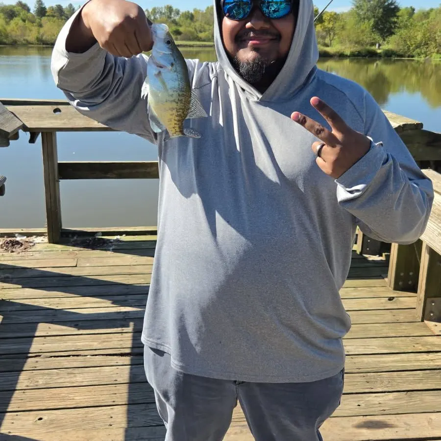 White crappie caught on Fishbrain