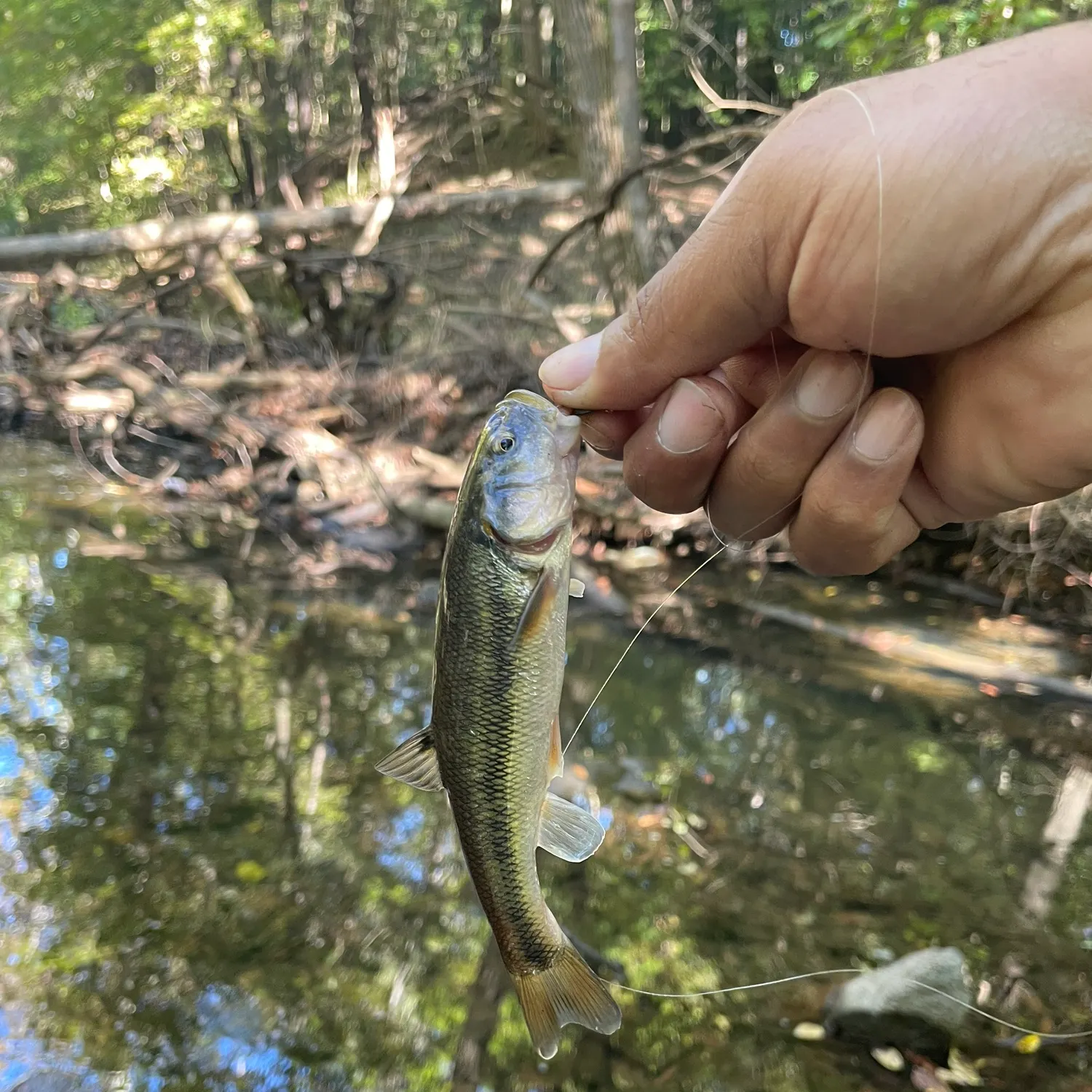 Creek chub caught on Fishbrain