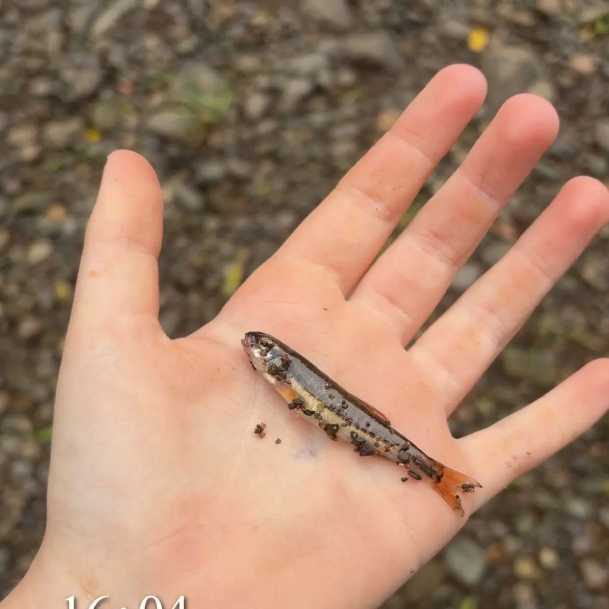 Fish caught on Fishbrain