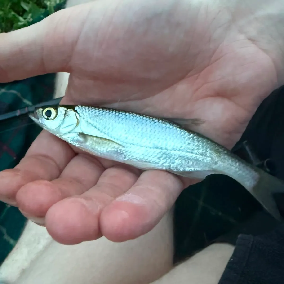 Common bleak caught on Fishbrain