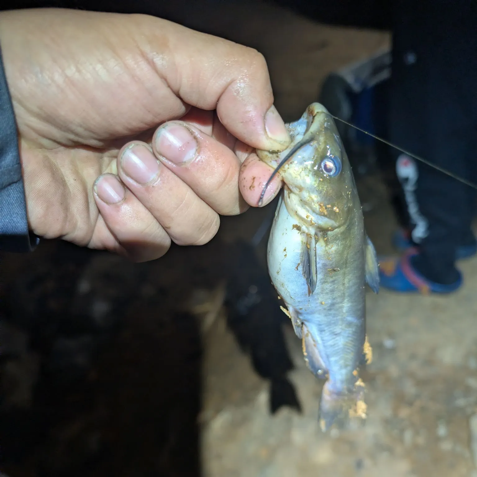 Black bullhead caught on Fishbrain