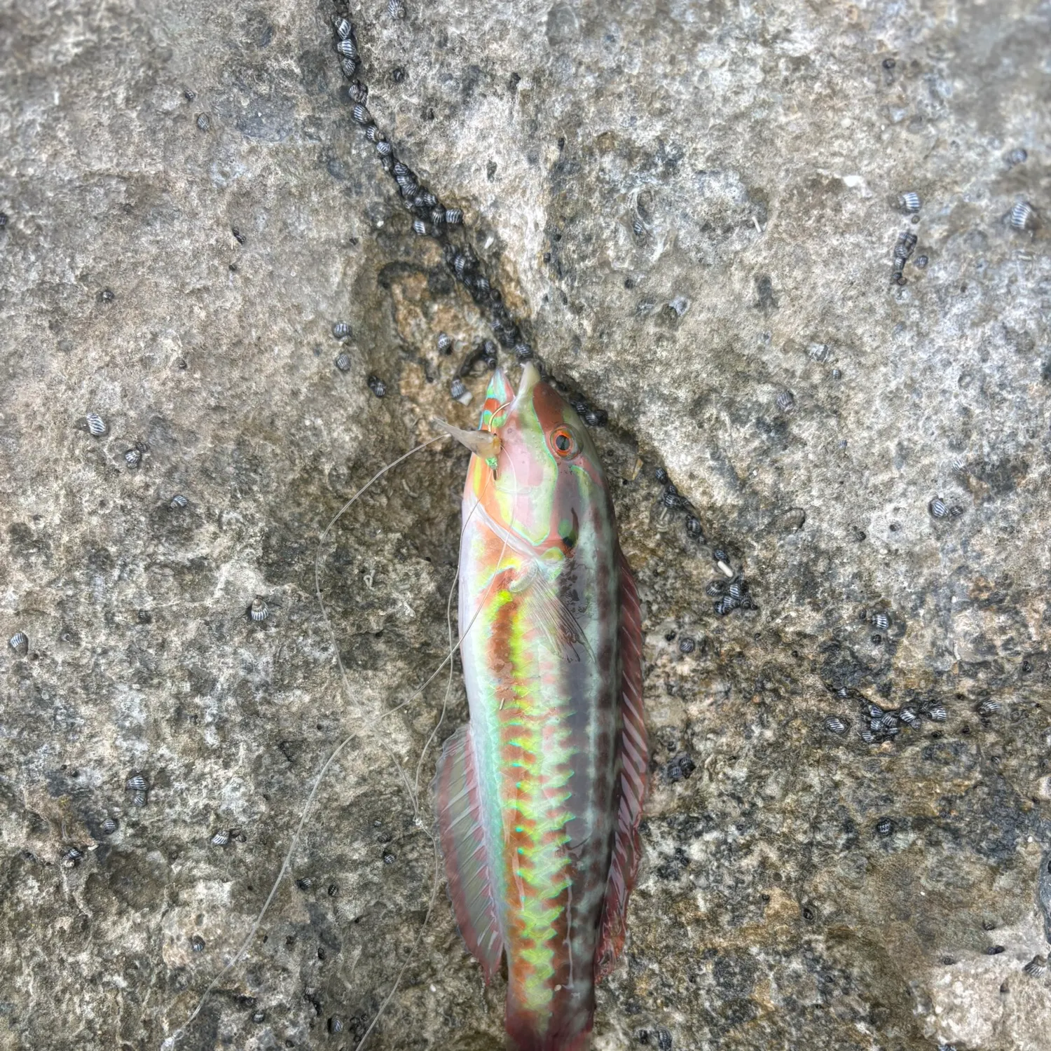 recently logged catches