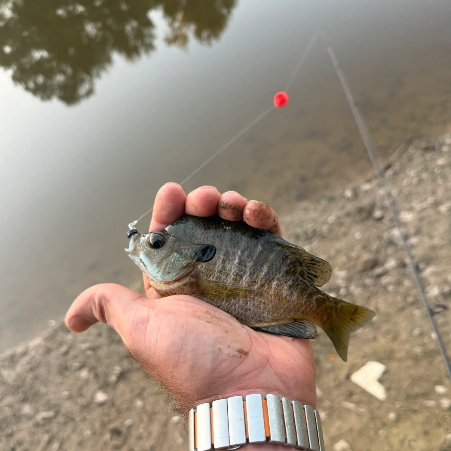 Bluegill caught on Fishbrain