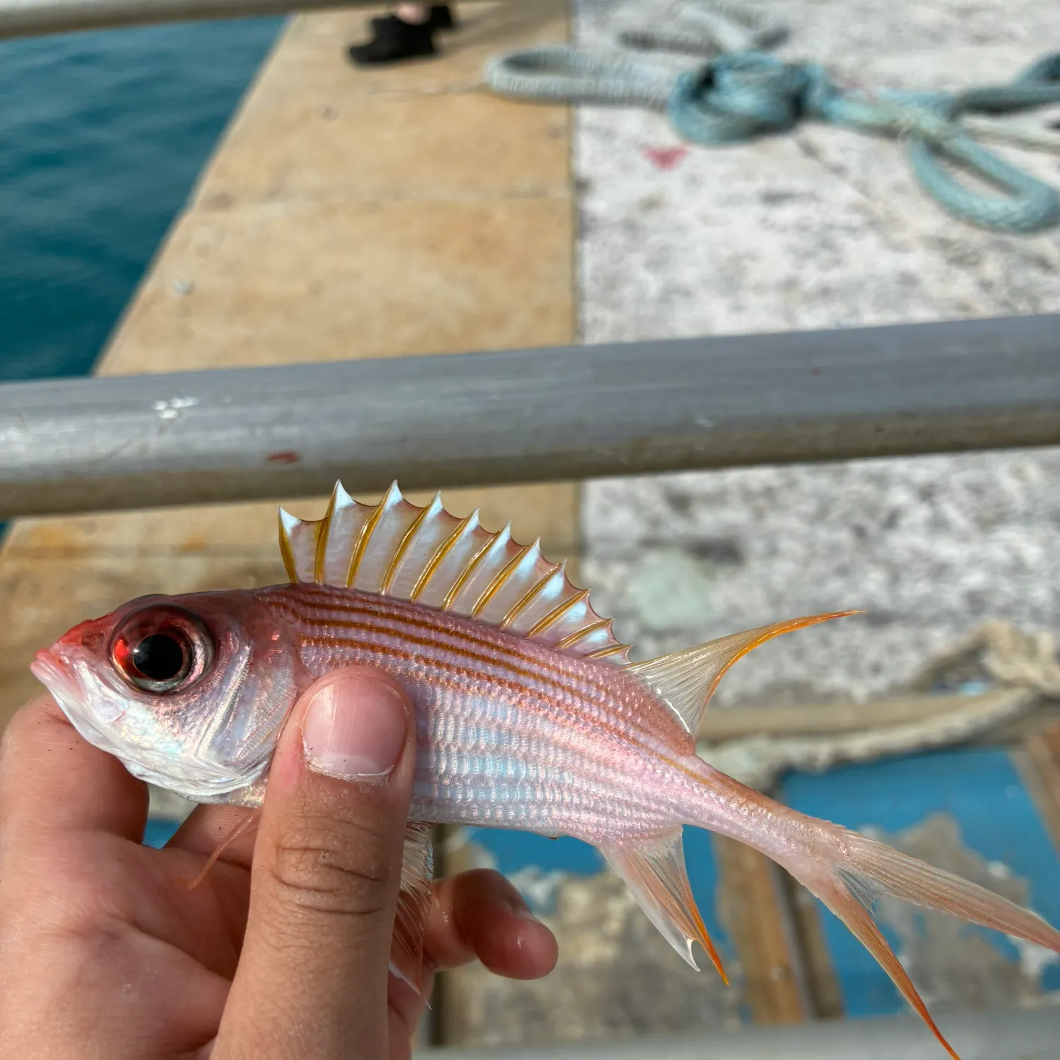 The most recent Common squirrelfish catches on Fishbrain