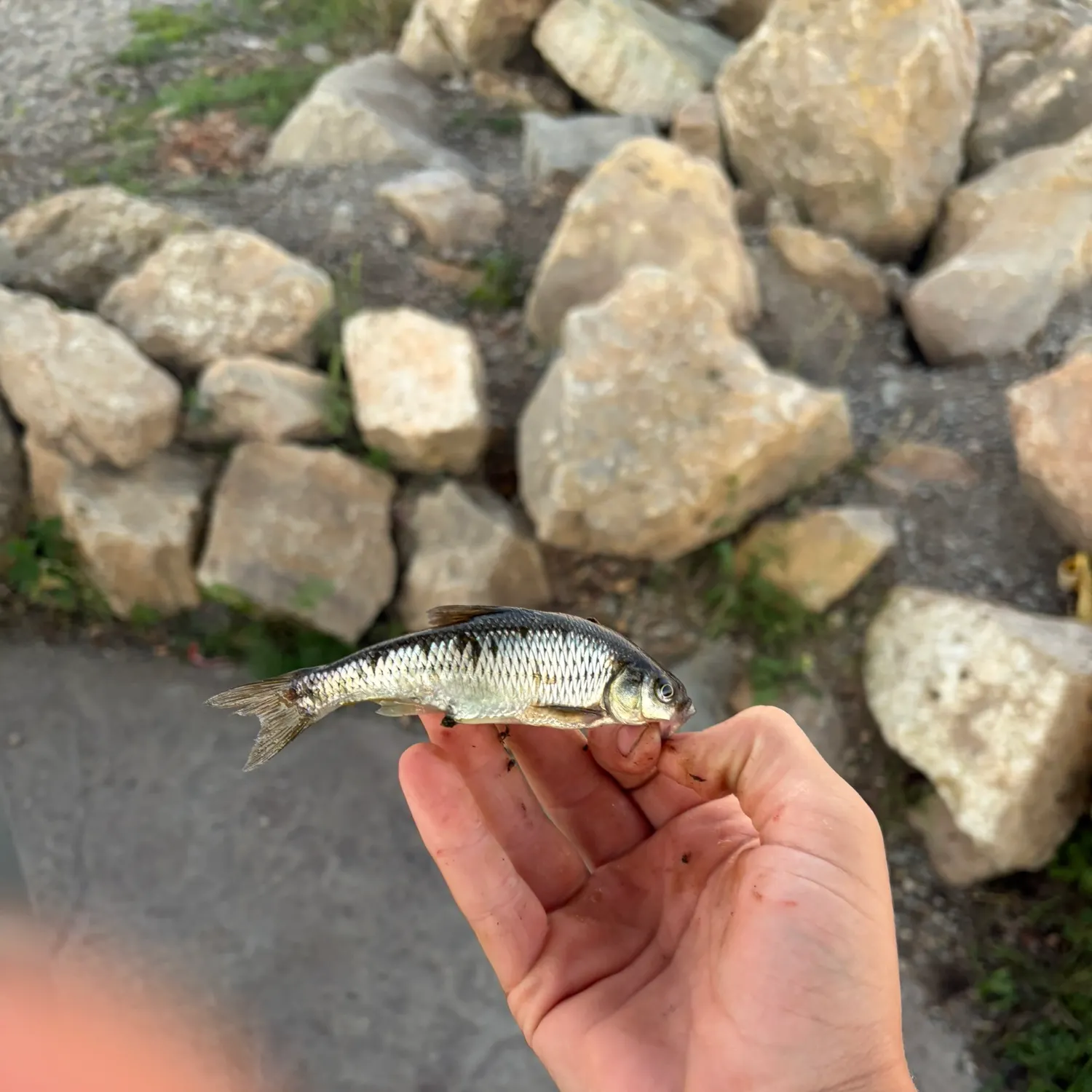 Golden shiner caught on Fishbrain