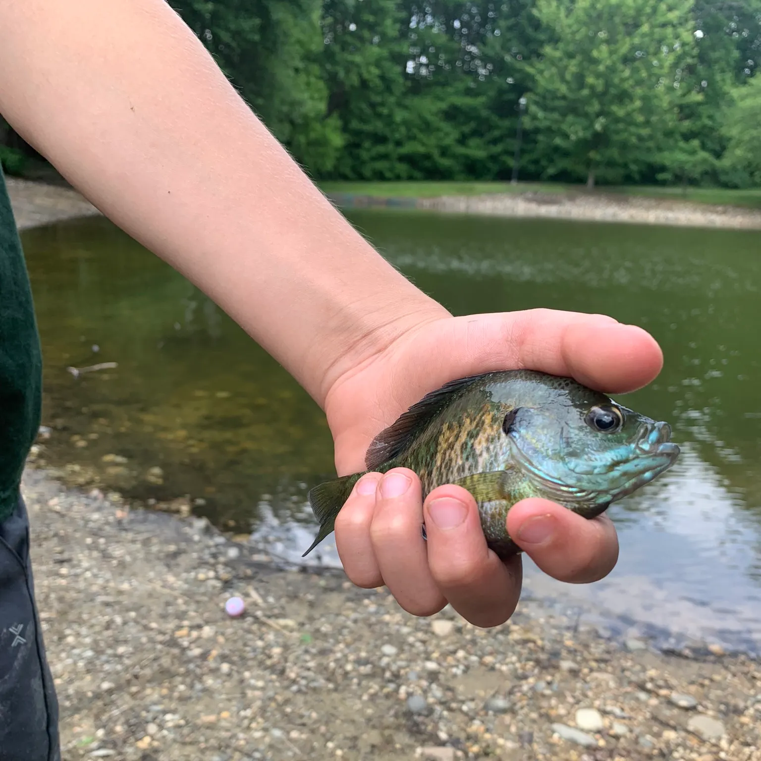 The most recent Bluegill catches on Fishbrain