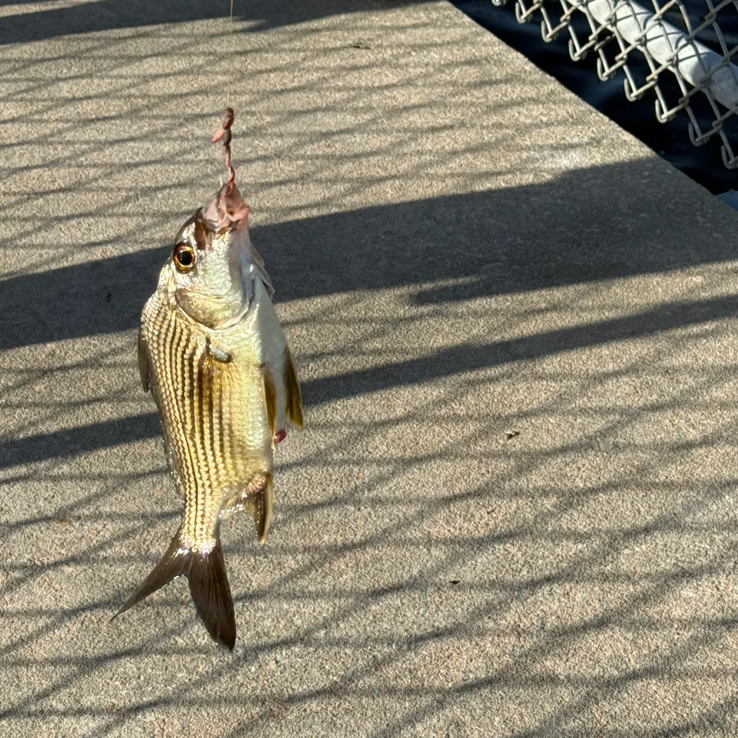 The most recent Striped mojarra catches on Fishbrain