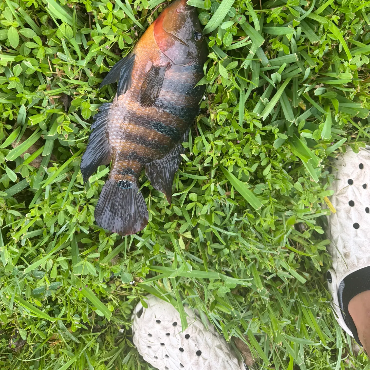 Mayan cichlid caught on Fishbrain