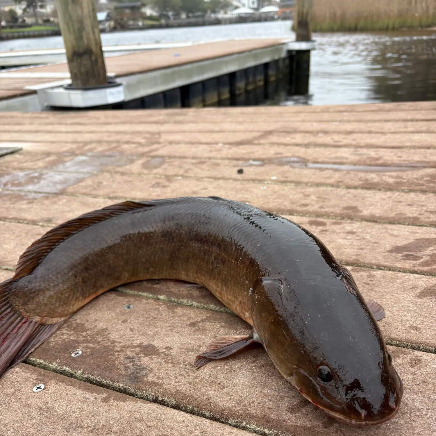The most recent Ruddy bowfin catches on Fishbrain