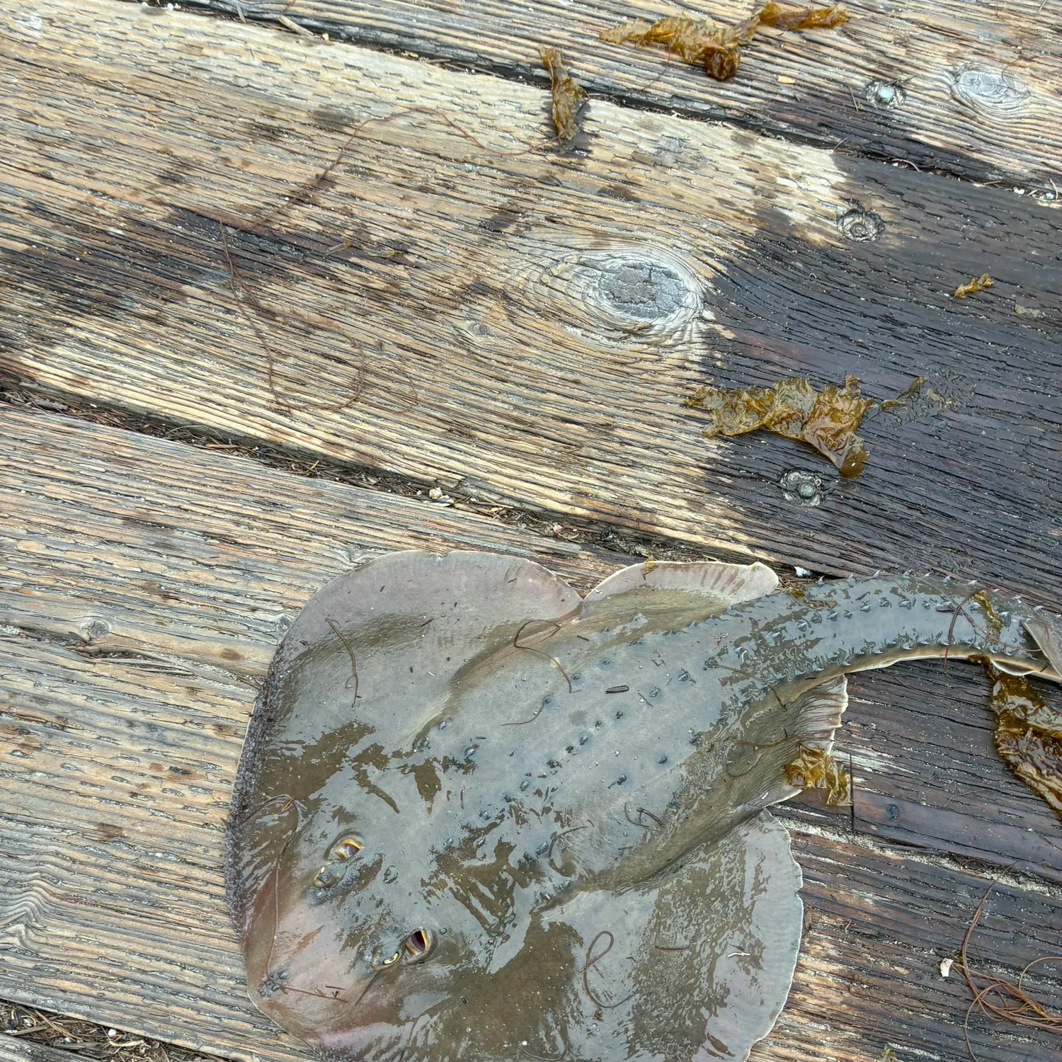 The most recent Thornback guitarfish catches on Fishbrain