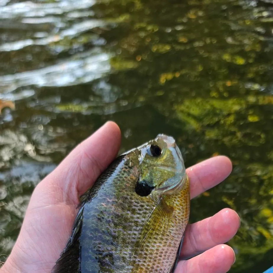 Bluegill caught on Fishbrain