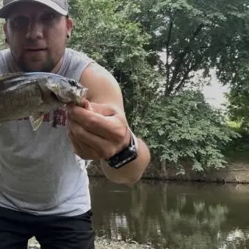 Smallmouth bass caught on Fishbrain