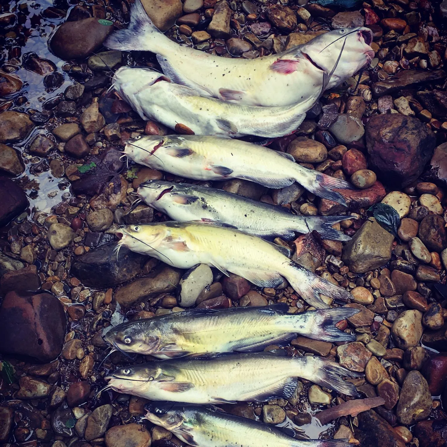 recently logged catches