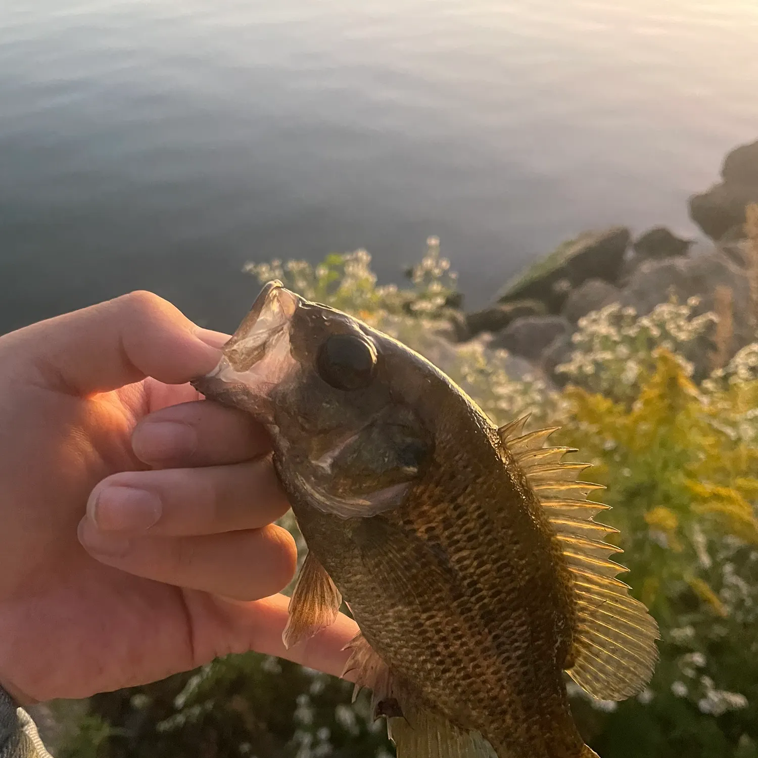 The most recent Rock bass catches on Fishbrain