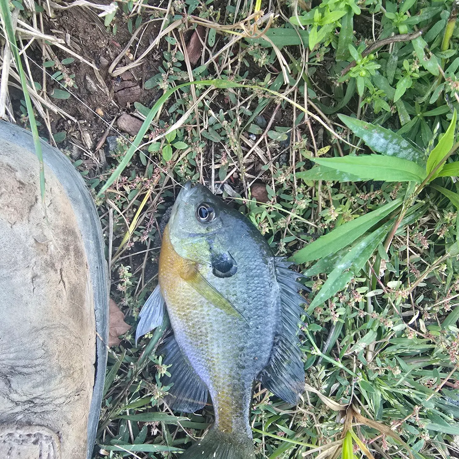 Bluegill caught on Fishbrain