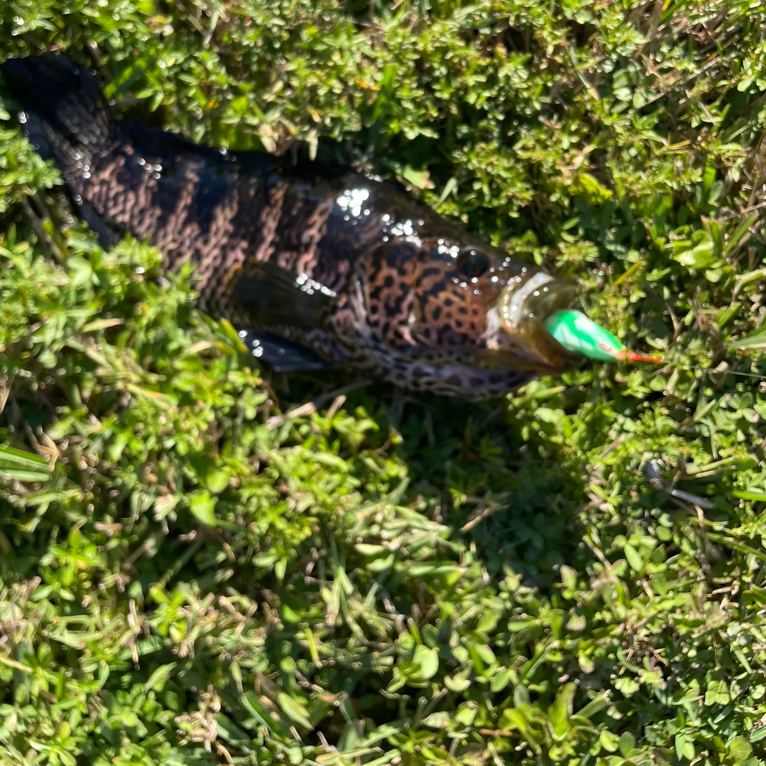 The most recent Jaguar cichlid catches on Fishbrain