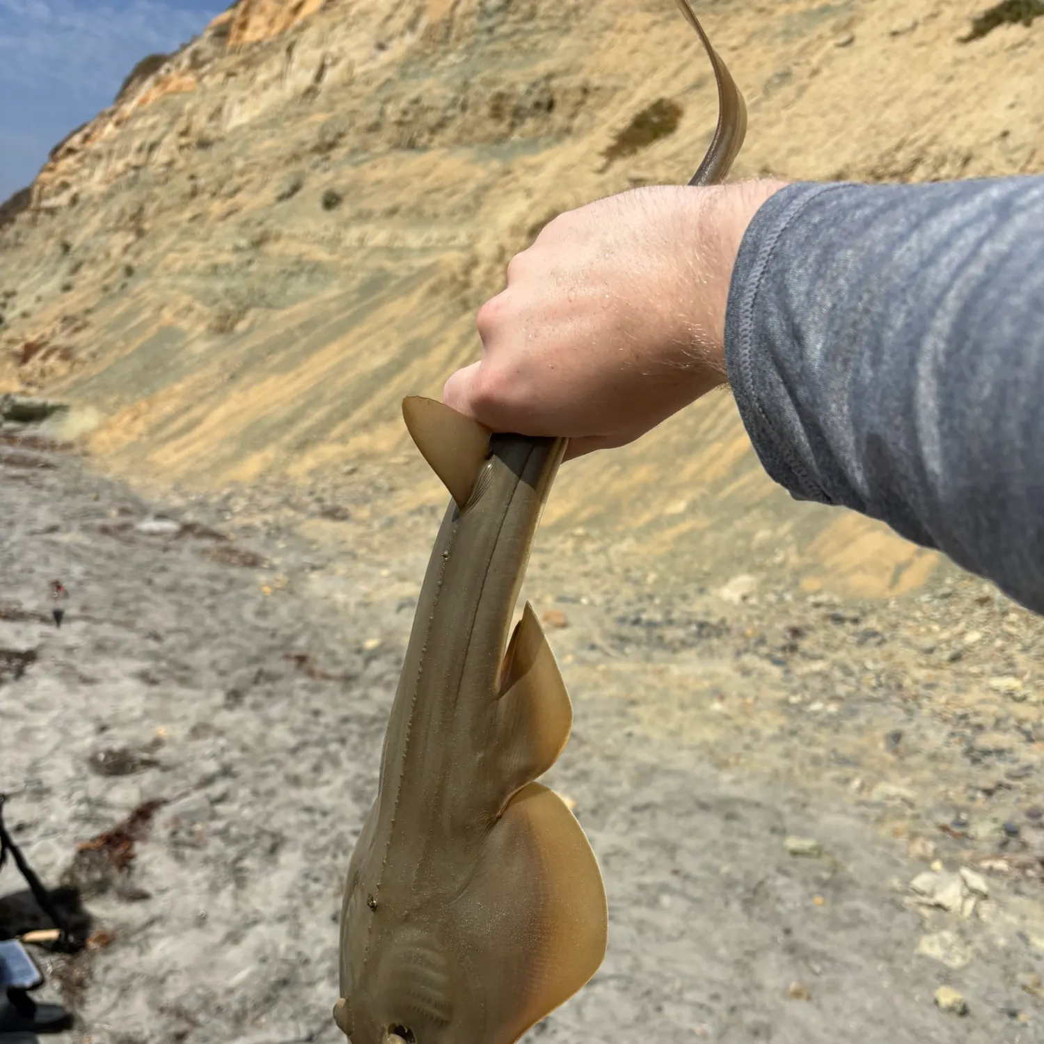 The most recent Pacific shovelnose guitarfish catches on Fishbrain