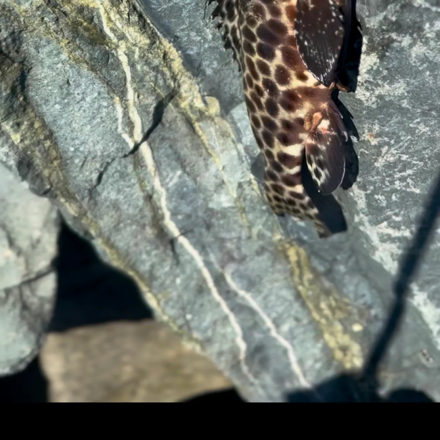 Fishing in Mackay (Australia) ️️️️ Find Spots, Species & Tips